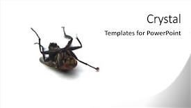  Presentation with dying - Audience pleasing PPT layouts consisting of diptera - dying fly on white background backdrop and a  colored foreground