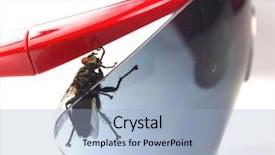  Presentation with fern sun - PPT layouts with night city is visible through the hole in the wall background and a gray colored foreground