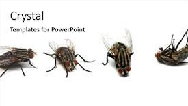  Presentation with fly - Beautiful presentation theme featuring diptera - fly life cycle backdrop and a white colored foreground