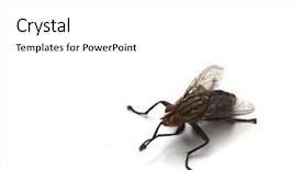  Presentation with white dove flying - Slide deck with diptera - fly on white background background and a  colored foreground