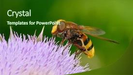  Presentation with hornet - Presentation with diptera - hornet mimic hoverfly volucella zonaria background and a forest green colored foreground