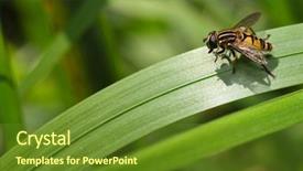  Presentation with grass - Beautiful slide set featuring diptera - hoverfly sitting on grass mimicry backdrop and a  colored foreground