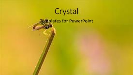  Presentation with blade - Colorful presentation theme enhanced with diptera - pair of robber fly mating backdrop and a  colored foreground