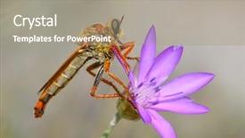  Presentation with kids fly - Presentation design consisting of diptera - robber fly on flower background and a  colored foreground