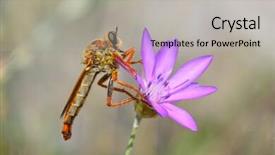  Presentation with drosophila melanogaster a fruit fly - Colorful slide set enhanced with diptera - robber fly on flower backdrop and a  colored foreground
