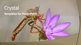  Presentation with mushroom fly agaricus - Slide set consisting of diptera - robber fly on flower background and a  colored foreground