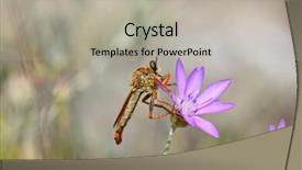  Presentation with drosophila melanogaster a fruit fly - Cool new presentation with diptera - robber fly on flower backdrop and a  colored foreground