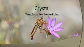  Presentation with mushroom fly agaricus - Slide deck with diptera - robber fly on flower background and a  colored foreground