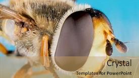  Presentation with black family - Beautiful slide deck featuring diptera - small black yellow hoverfly helophilus backdrop and a coral colored foreground
