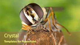  Presentation with black family - PPT theme with diptera - small black yellow hoverfly helophilus background and a tawny brown colored foreground