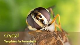  Presentation with black family - Colorful slide set enhanced with diptera - small black yellow hoverfly helophilus backdrop and a tawny brown colored foreground