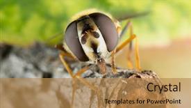  Presentation with black family - Audience pleasing PPT theme consisting of diptera - small black yellow hoverfly helophilus backdrop and a coral colored foreground