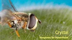  Presentation with black family - Slide set featuring diptera - small black yellow hoverfly helophilus background and a tawny brown colored foreground