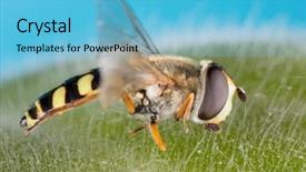  Presentation with black family - PPT theme enhanced with diptera - small black yellow hoverfly helophilus background and a light blue colored foreground