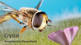  Presentation with black family - Amazing slide set having diptera - small black yellow hoverfly helophilus backdrop and a mint green colored foreground