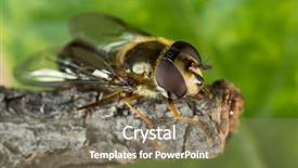  Presentation with black family - Presentation design consisting of diptera - small black yellow hoverfly helophilus background and a coral colored foreground