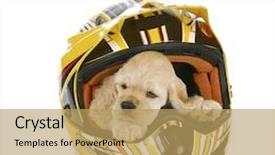  Presentation with motocross - Cool new presentation design with dirt bike - cocker spaniel puppy backdrop and a yellow colored foreground