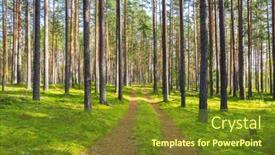  Presentation with pine forest - Amazing slide deck having dirt-road-in-pine-forest backdrop and a tawny brown colored foreground