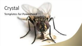  Presentation with eating - Presentation design featuring houseflies - dirty common housefly eating musca background and a white colored foreground