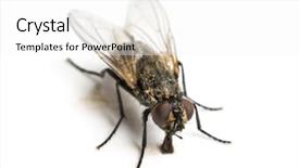  Presentation with eating - Slide set having houseflies - dirty common housefly eating musca background and a white colored foreground