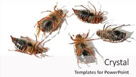  Presentation with break dance - Presentation enhanced with dirty dancing - five chafers dance break background and a white colored foreground