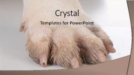  Presentation with paw print - PPT theme featuring dirty dog feet or paw background and a lemonade colored foreground