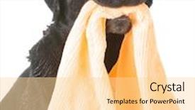  Presentation with dog bath - Presentation design consisting of dirty dog holding towel waiting for a bath background and a blonde colored foreground