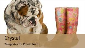  Presentation with english bulldog - PPT theme enhanced with dirty dog and muddy boots background and a coral colored foreground