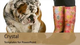  Presentation with english bulldog - Presentation theme having dirty dog and muddy boots background and a coral colored foreground