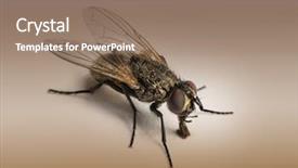  Presentation with brown - Presentation consisting of houseflies - dirty housefly musca domestica background and a coral colored foreground