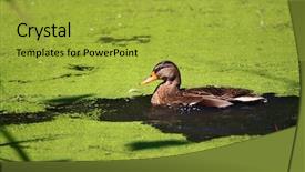  Presentation with brown tulips butterflies - Colorful slide deck enhanced with dirty lake - brown duck in a pond backdrop and a yellow colored foreground