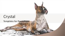  Presentation with boxer - Presentation design with dirty muddy boxer isolated background and a light gray colored foreground