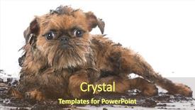  Presentation with brussels - Cool new slide deck with dirty muddy brussels griffon isolated backdrop and a tawny brown colored foreground