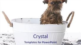  Presentation with wash - Slide deck featuring dirty muddy brussels griffon background and a sky blue colored foreground