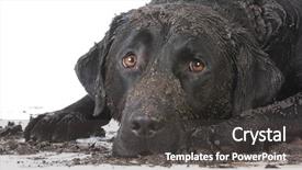  Presentation with dirt dirt texture dirty - Theme having dirty muddy dog laying down background and a dark gray colored foreground