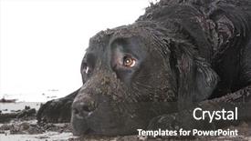  Presentation with sad - Slide set enhanced with dirty muddy dog laying down background and a dark gray colored foreground