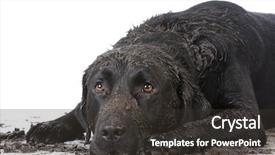  Presentation with dirt dirt texture dirty - Cool new slides with dirty muddy dog laying down backdrop and a dark gray colored foreground