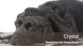  Presentation with dirt dirt texture dirty - Audience pleasing PPT theme consisting of dirty muddy dog on white backdrop and a dark gray colored foreground