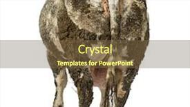  Presentation with cow - Audience pleasing slide deck consisting of dirty pregnant belgian blue cow isolated on white backdrop and a tawny brown colored foreground