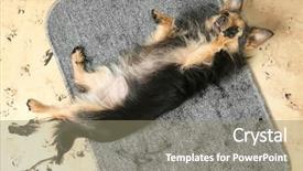  Presentation with cute cat and dog - Theme having dirty trails on rug background and a coral colored foreground