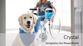  Presentation with disabled child - PPT theme enhanced with disabled child - cute service dog and blurred background and a light gray colored foreground