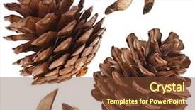  Presentation with seed - Cool new presentation theme with disclose - collection set of fir cones backdrop and a tawny brown colored foreground