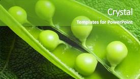  Presentation with bunch of green peas - Cool new PPT layouts with disclosed several pods of green backdrop and a  colored foreground