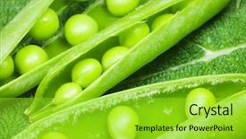  Presentation with green pea plant - PPT theme with disclosed several pods of green background and a  colored foreground
