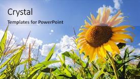  Presentation with blue yellow - Presentation design having discover the beauty of earth background and a light blue colored foreground