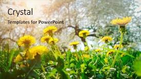  Presentation with free veterans day - Audience pleasing slide deck consisting of discover the beauty of earth backdrop and a lemonade colored foreground