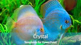  Presentation with discus fish - Beautiful slide set featuring discus fish- symphysodon aequifasciatus backdrop and a teal colored foreground