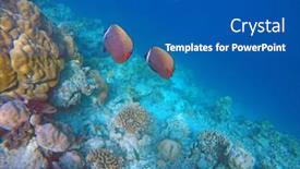  Presentation with maldive - Colorful PPT layouts enhanced with discus-fish-in-the-open backdrop and a ocean colored foreground