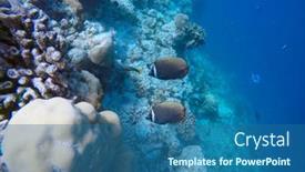  Presentation with maldive - Slides having discus-fish-in-the-open background and a ocean colored foreground