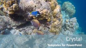  Presentation with maldive - Audience pleasing theme consisting of discus-fish-in-the-open backdrop and a seafoam green colored foreground